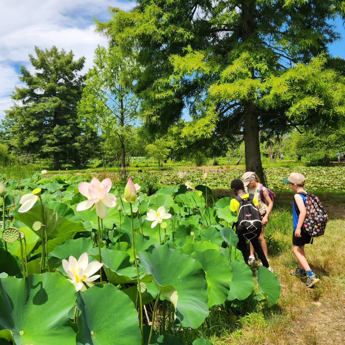 UrbanAdvSquad's tweet image. Views from the park. 🪷🐢🌾🦋🐸

#JuniorRangerAdventureSquad
#ThisIsOutdoorLearning
#CityAsAClassroom

@KenAqGardens