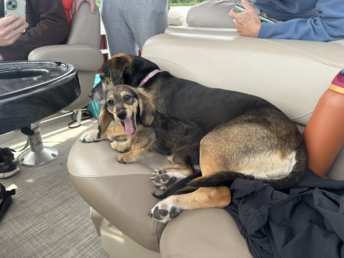 she loves her new friend https://t.co/CGB4bdyRYP