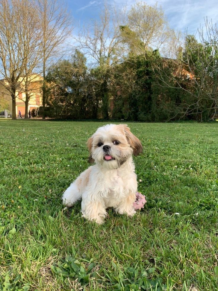 Mi verdadero LO QUIERO lo quiero lo quiero!!!