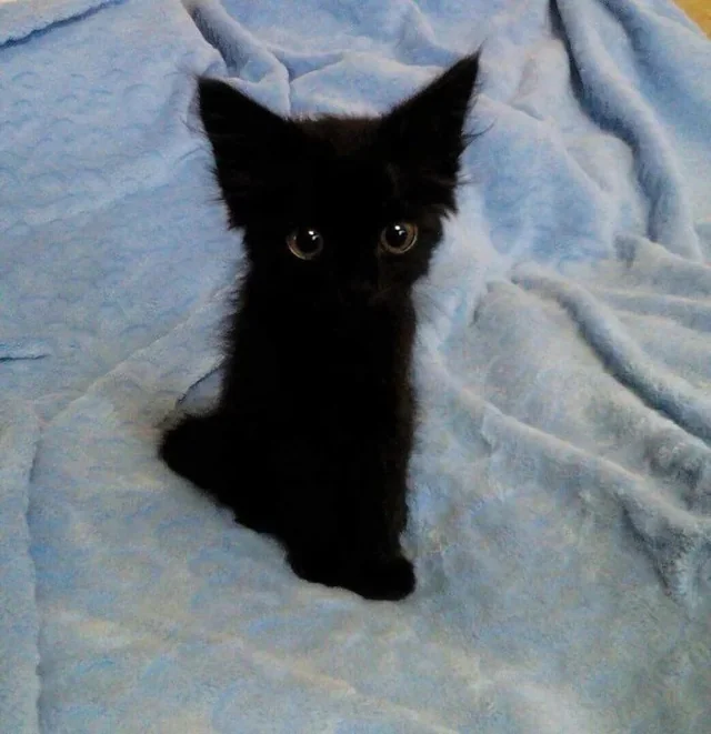 dasderf_'s tweet photo. En un "hoy" que debió ser hace seis hoys, en el Pub de Lectura para Gente Atemporal y Despistada (@EscritosSinTime): "El precio", de Neil Gaiman. https://t.co/oXGL5Uox0O