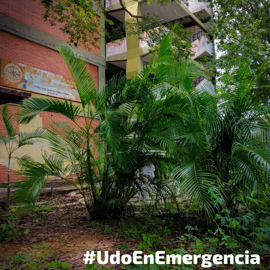No hay transporte, no hay comida, no hay condiciones para ver clases y hablan de recuperación sólo por pintar una fachada 
#UDOEnEmergencia