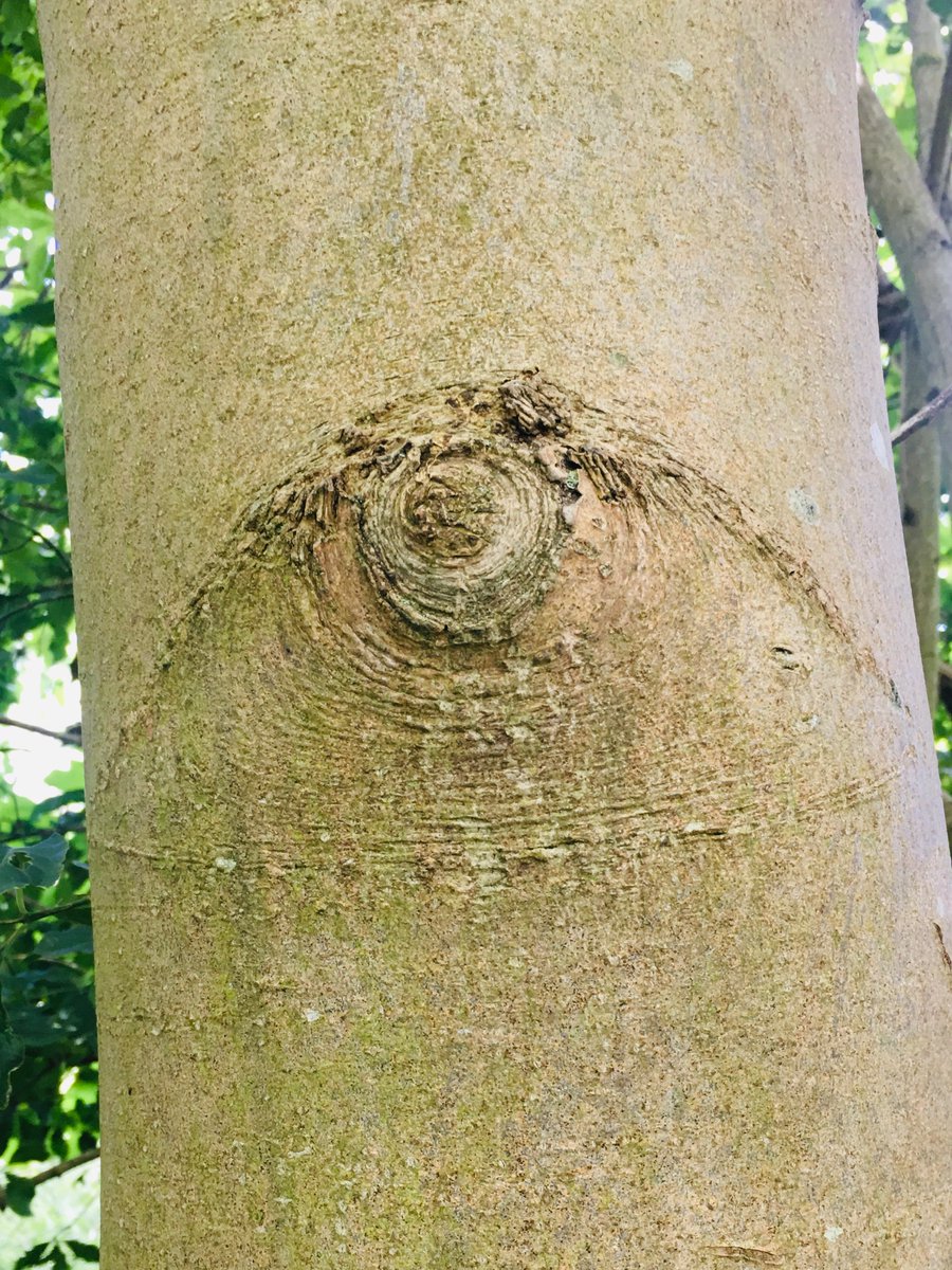 Leaf12003579's tweet photo. This is my tree for hugging,he keeps an eye on me.🥰💚🥰🐝
#WitchTime
#TheWitchingHour
#savetheplanet 
#BeautifulNature https://t.co/fHDHfF5mbL
