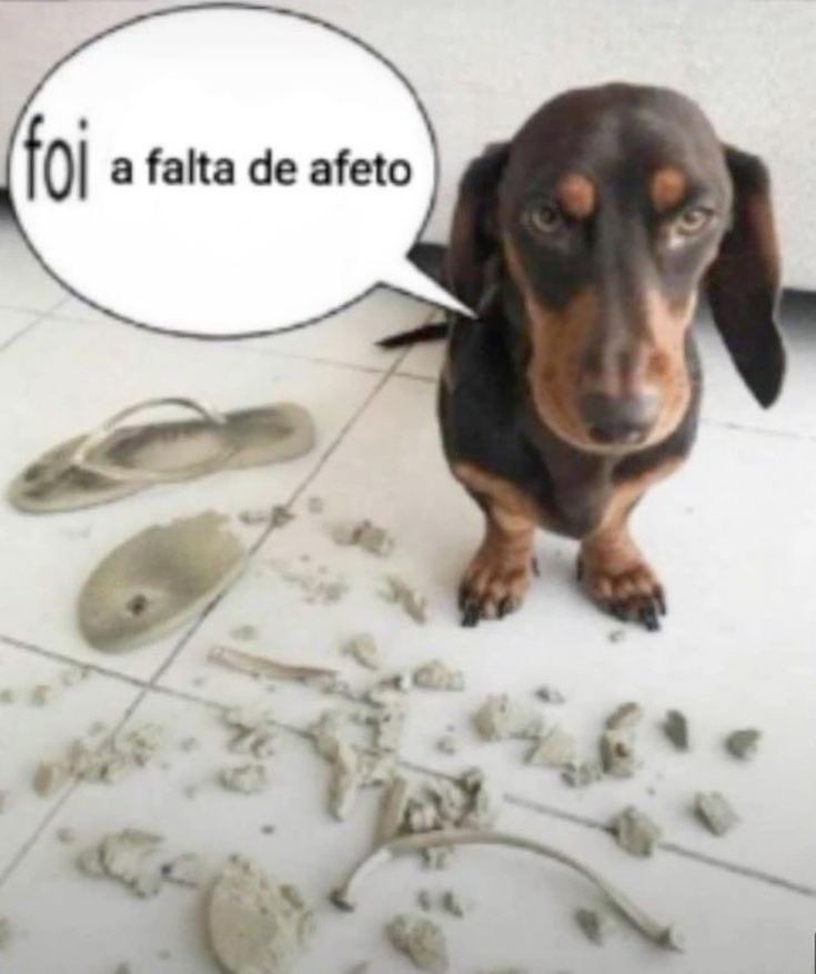 animaisfrases_ tweet picture