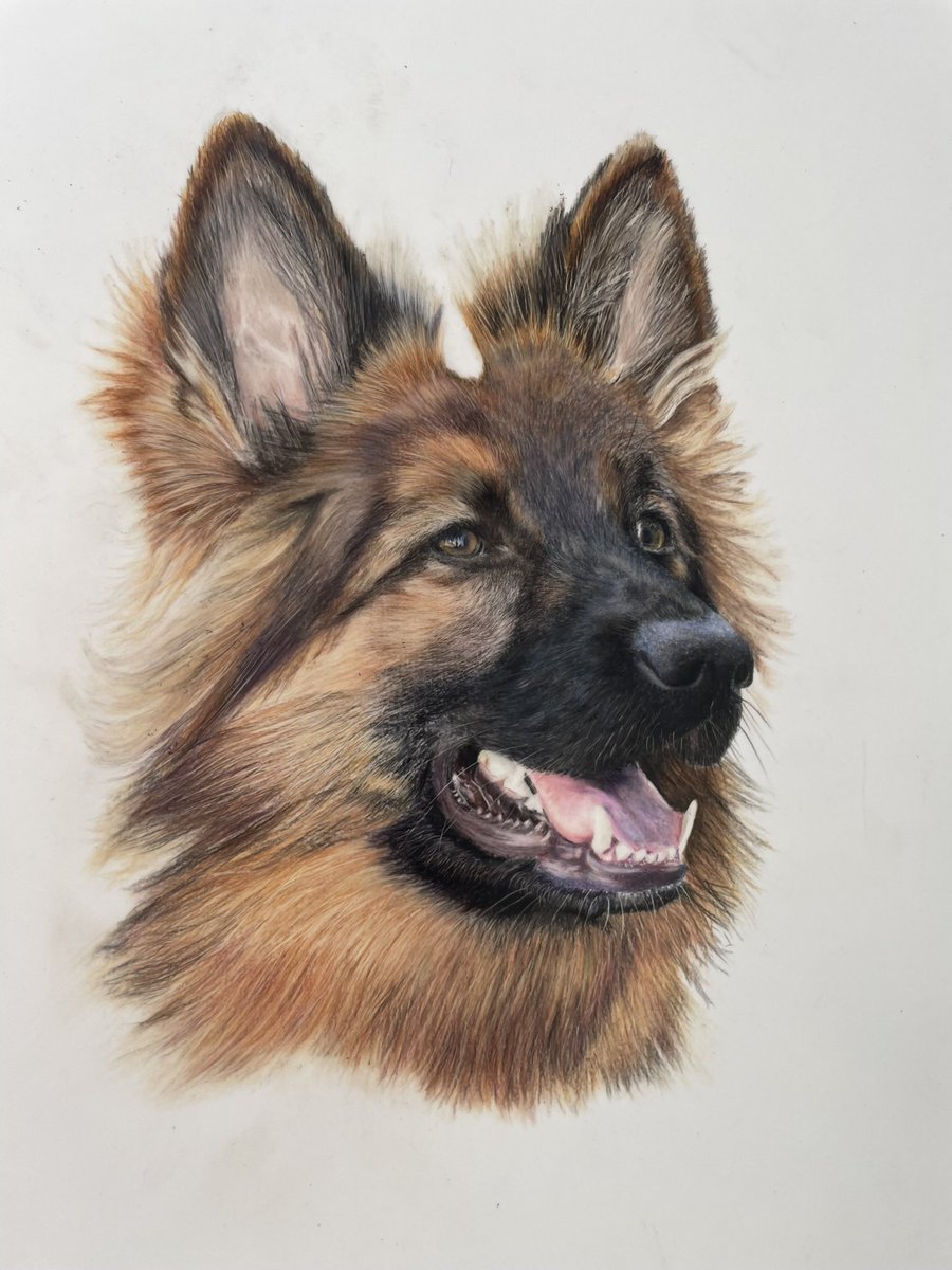 A newly completed drawing… fresh from #bonnysnowdonacademy well over 90 hours of work. But enjoyed it… #colourpencilart