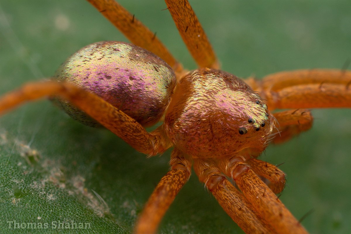 3 unrelated spiders w/ metallic pink gold abdomens - all shot in situ, NE Oklahoma

thousands of tiny glittering scales - is the warm hue a result of structural coloration?

1 Oxyopes lynx spider
2 Habronattus decorus jumping spider
3 Philodromus running crab spider