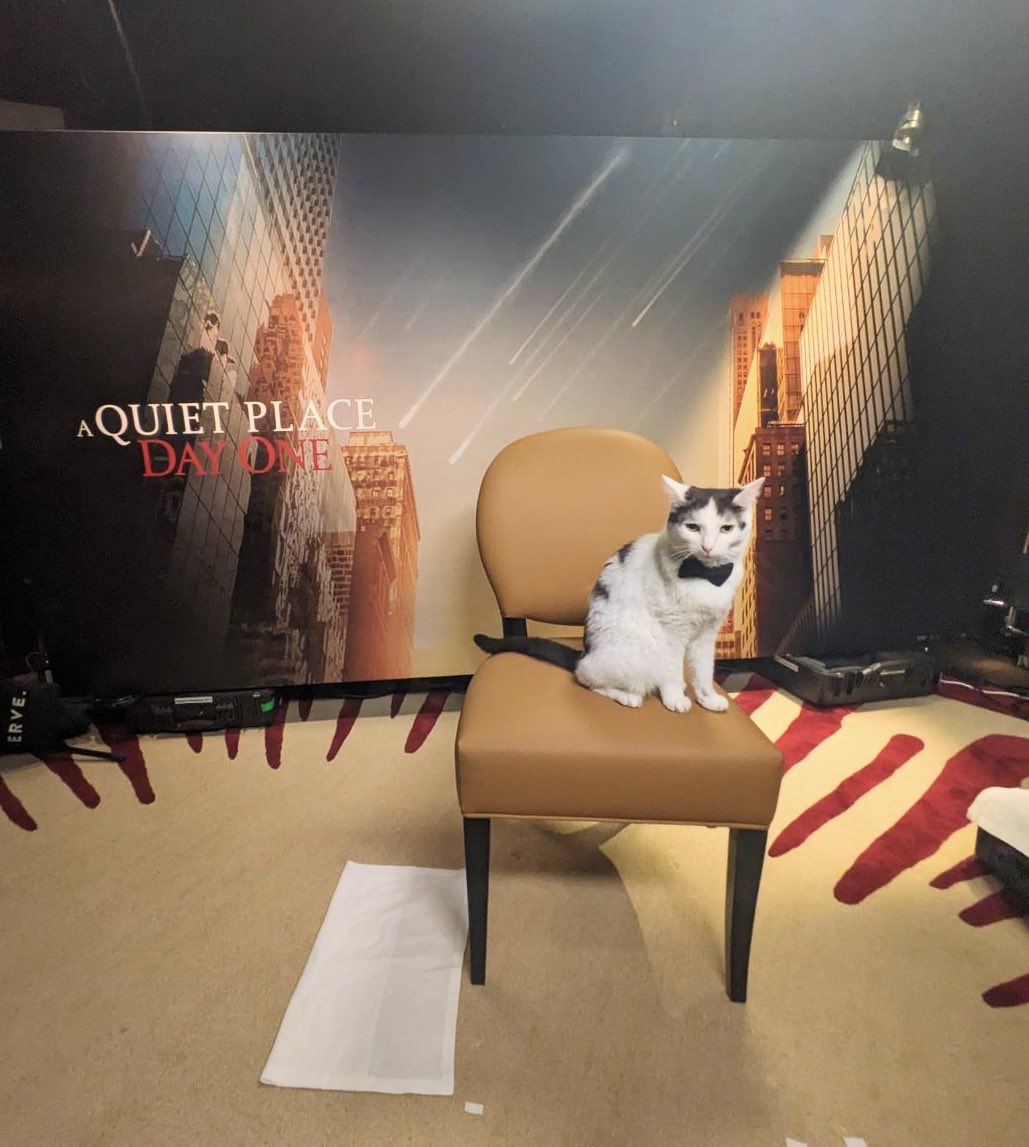 The cat that plays Frodo in A Quiet Place: Day One is named Schnitzel and he is just the cutest!!!!