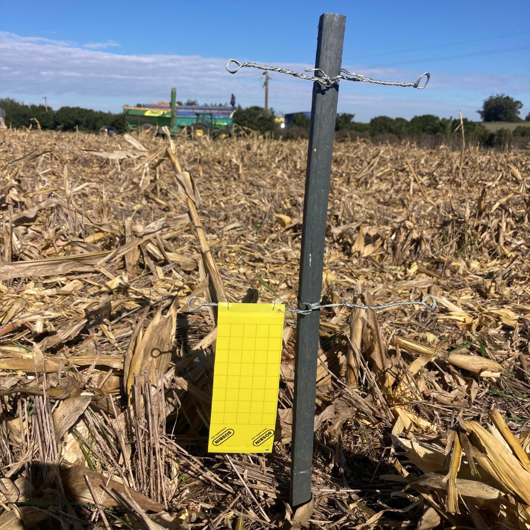 Comenzamos con la instalación de trampas de monitoreo de chicharrita. Estas trampas adhesivas cromáticas, colocadas en algunos lugares estratégicos, nos ayudarán a conocer la dinámica de la población de Dalbulus maidis en los distintos momentos del año.