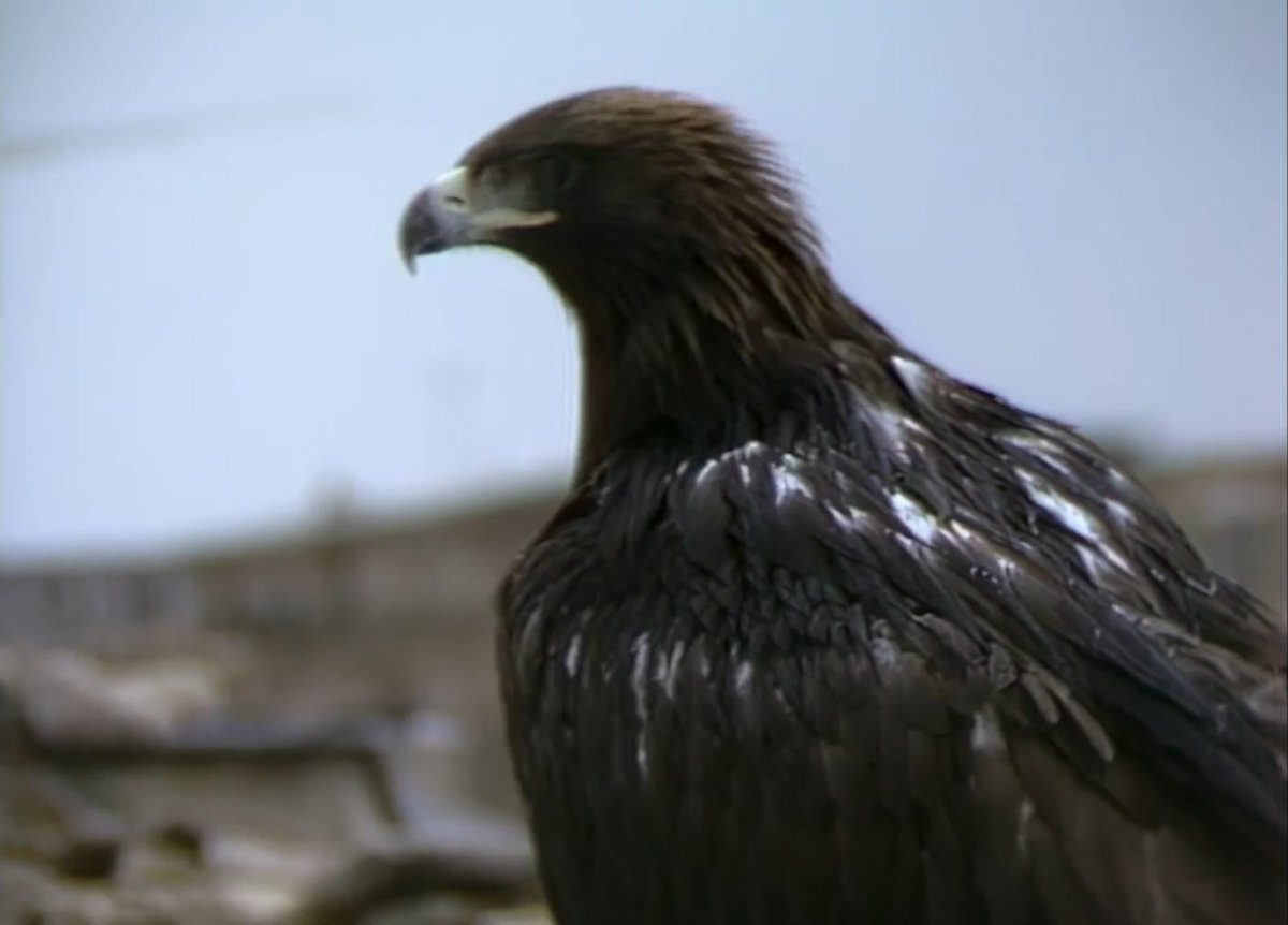 Adam Piron tweet media