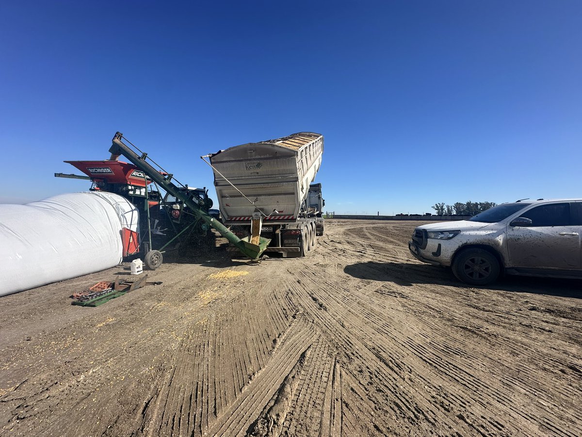 KentBernardo9's tweet photo. Finalizando Junio muy intenso, 
Molienda de Maíz 
Limpieza corrales
Vaquillonas pariendo 
Alfalfas a full
Empujando siempre para adelante!!…
FeedLotGK!!!… 🐂🐂🌽🌽 https://t.co/lR37mvtfcm