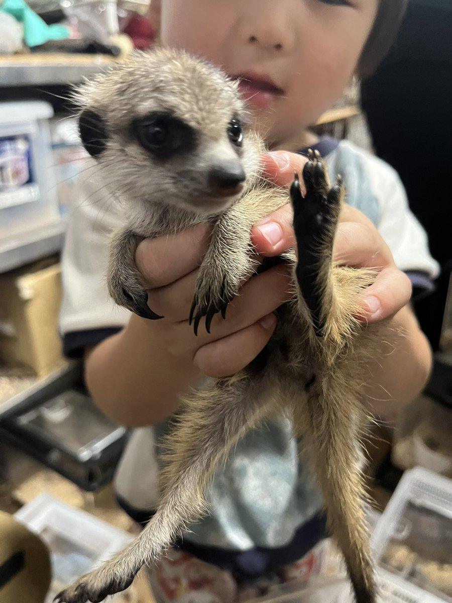 茨城県阿見町＊ふれあい動物園あにま tweet media