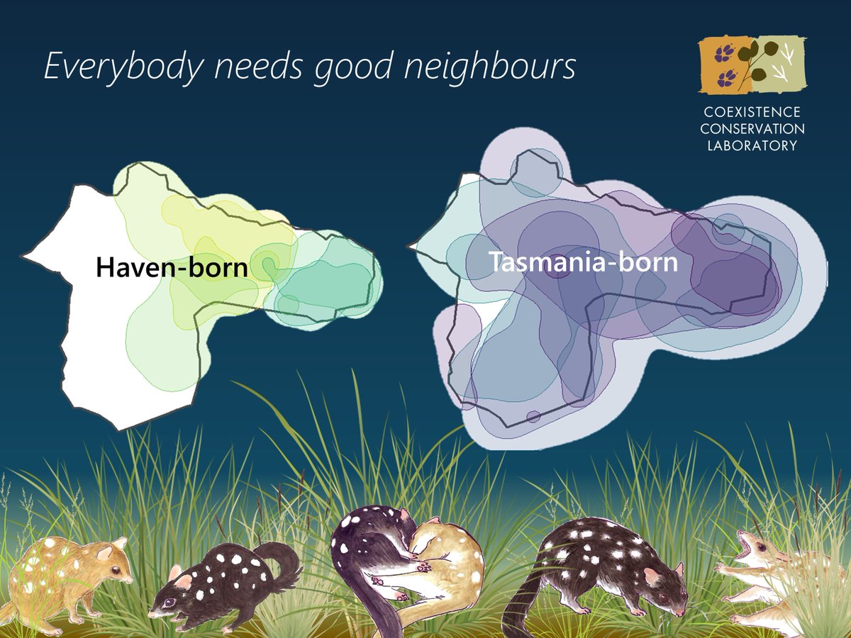 Dr Belinda Wilson (@ecologibel) on Twitter photo Everybody needs good neighbours! We GPS-tracked <a href="/MulligansFlat/">Mulligans Flat</a>-born eastern quolls and those reintroduced from <a href="/tasmania/">Discover Tasmania</a>, and found their movement, habitat use, and interactions were markedly different! Can this help us design future reinforcements? 🤔 doi.org/10.1007/s10531… Everybody needs good neighbours! We GPS-tracked <a href="/MulligansFlat/">Mulligans Flat</a>-born eastern quolls and those reintroduced from <a href="/tasmania/">Discover Tasmania</a>, and found their movement, habitat use, and interactions were markedly different! Can this help us design future reinforcements? 🤔 doi.org/10.1007/s10531…