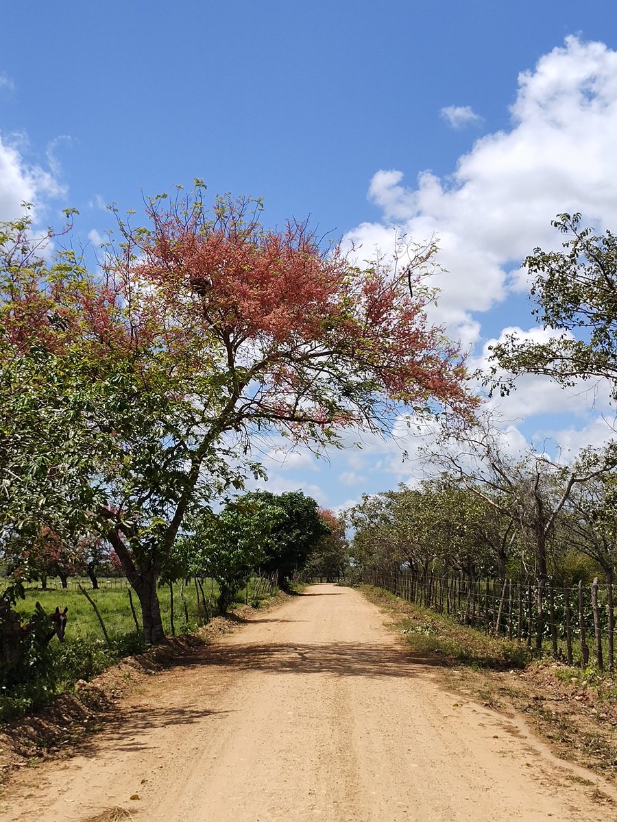 dantasjames1's tweet image. Trilhando os caminhos da vida 💚

#razr40ultra #hellomoto #motofoto #motorolarazr #shotonsnapdragon #snapdragon8plusgen1 #arvore #estrada #paisagem

@Moto @MotorolaBR @Snapdragon @snapdragon_BRA @snapdragon_LAT