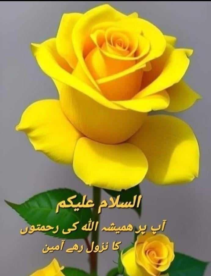 السلام علیکم ورحمتہ اللہ وبرکاتہ صبح بخیر سلامت شاد و آباد رہیں ہمیشہ سب دوست ❤️🌹