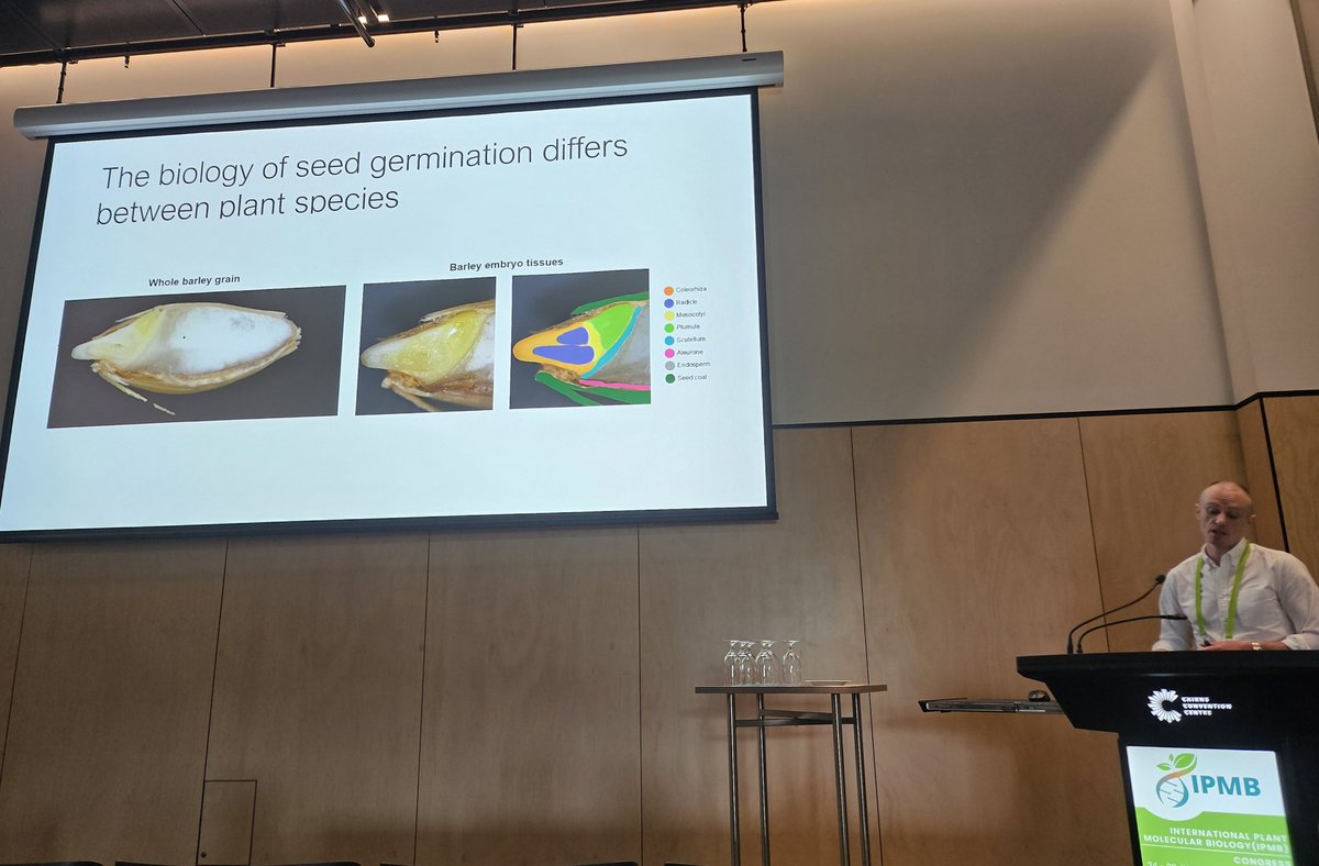 LimCheeLiew's tweet photo. Great start for the "single cell transcriptomics" concurrent session @ipmb2024 by @lewseylab @SABE_latrobe on cell transcriptional states are dynamic during germination https://t.co/V9JEgTbR9Q