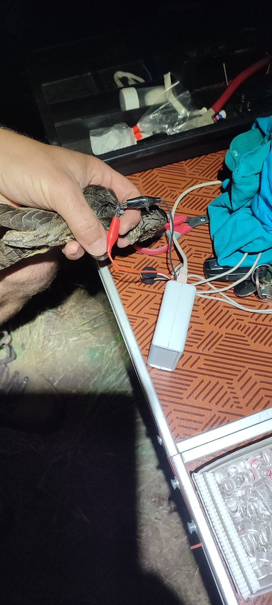 Productive night. Found three new nests, captured eight #nightjar and downloaded some activity data from a long-term logger.