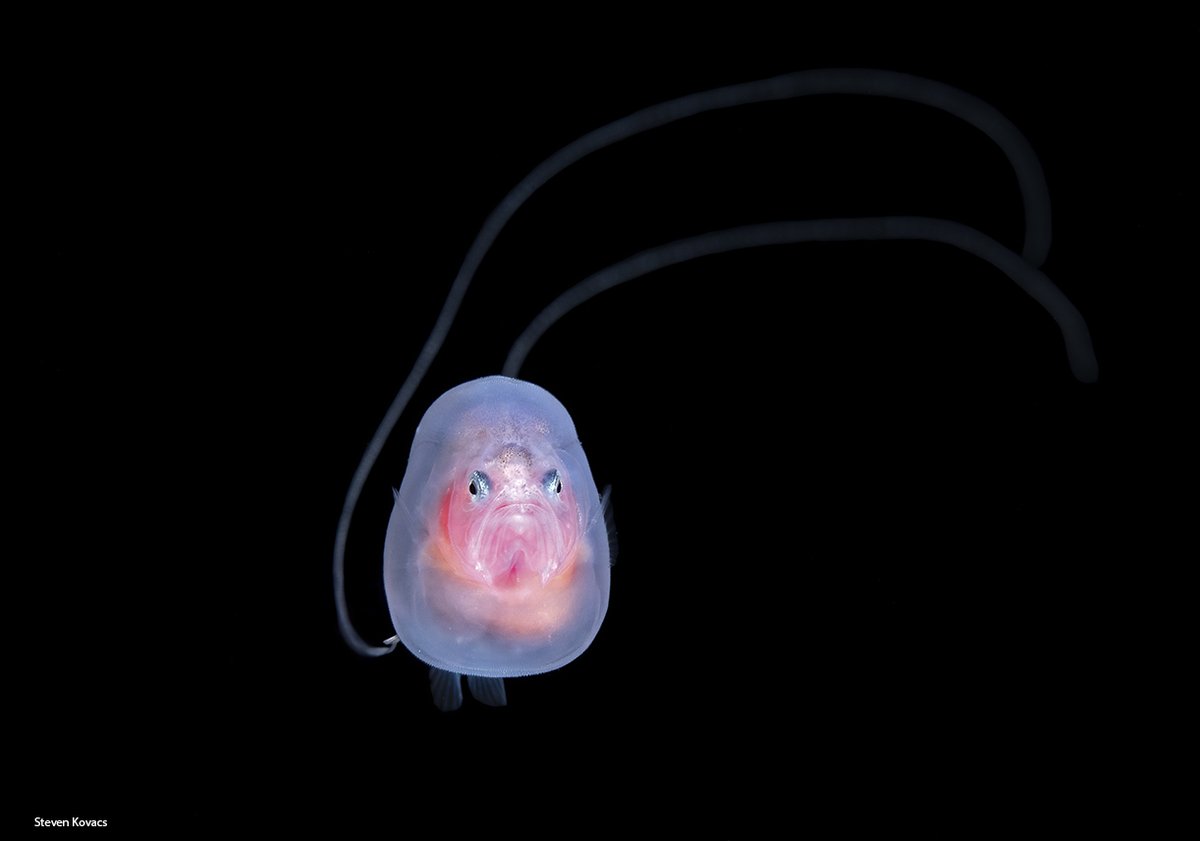 A super rare larval Barbourisia rufa or Red Velvet Whalefish. Blackwater off Palm Beach, Florida
#ikelite