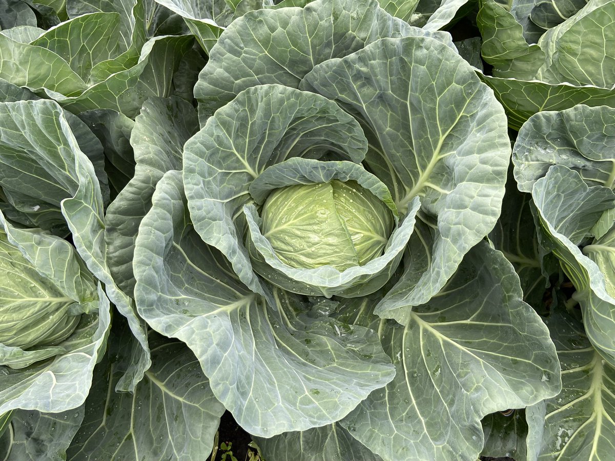 kiwa_lab's tweet photo. 畑を耕し苗を植え、野菜を育てる。

それを続けて行くことがどれほど大変な事なのか、体験してよく分かりました。

秋口までお世話になる予定なので、昨日植えた苗の収穫も見れるかも知れません。楽しみです。 https://t.co/4Yy80uLbHr