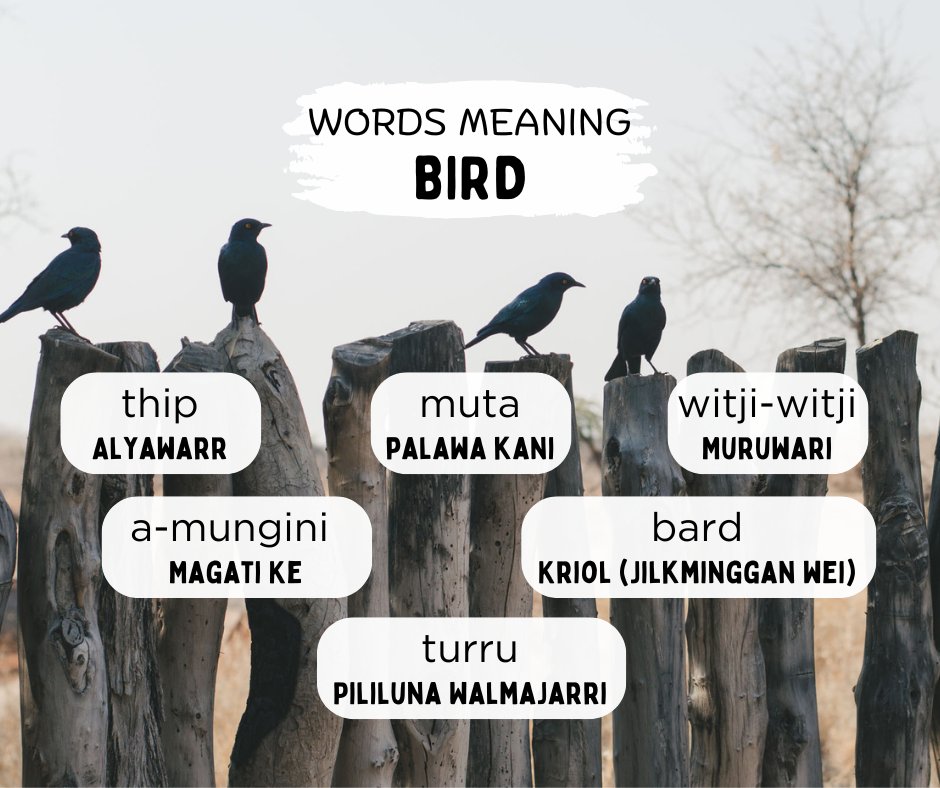 RUIL Unimelb (@indiglang) on Twitter photo Here are six words for bird in six Indigenous languages.
Listen and learn at the 50 Word Project link below. 50words.online/languages #learnlanguages #IndigenousLanguages
<a href="/ArtsUnimelb/">Faculty of Arts</a>
<a href="/IKI_Unimelb/">Indigenous Knowledge Institute</a> Here are six words for bird in six Indigenous languages.
Listen and learn at the 50 Word Project link below. 50words.online/languages #learnlanguages #IndigenousLanguages
<a href="/ArtsUnimelb/">Faculty of Arts</a>
<a href="/IKI_Unimelb/">Indigenous Knowledge Institute</a>