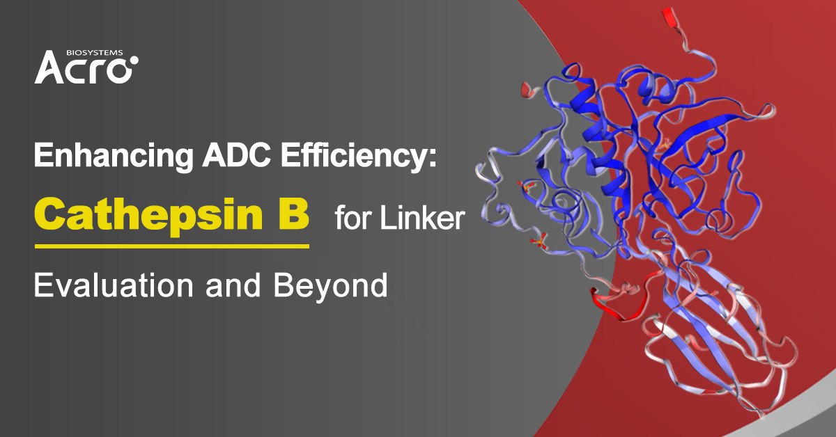 Our high-activity CTSB facilitates evaluation of ADC linker cleavage efficiency, driving groundbreaking research on Cathepsin B-mediated ADCs for targeted cancer therapy.
#ADCs #CancerResearch #CathepsinB #CleaveableLinkers