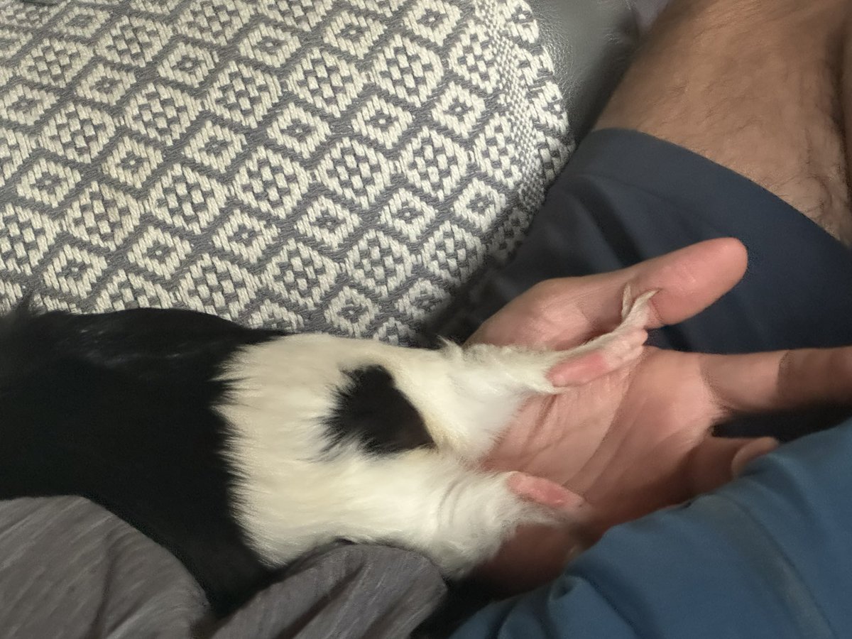 badgerbumble's tweet photo. After his #grass24 adventures, #PercyPeeg was all tuckered out but we got a glimpse of those #tennisshortsandtargetbum ๐ #slimfitpantaloonswithpinkfeets https://t.co/Mxcz8PmFqP
