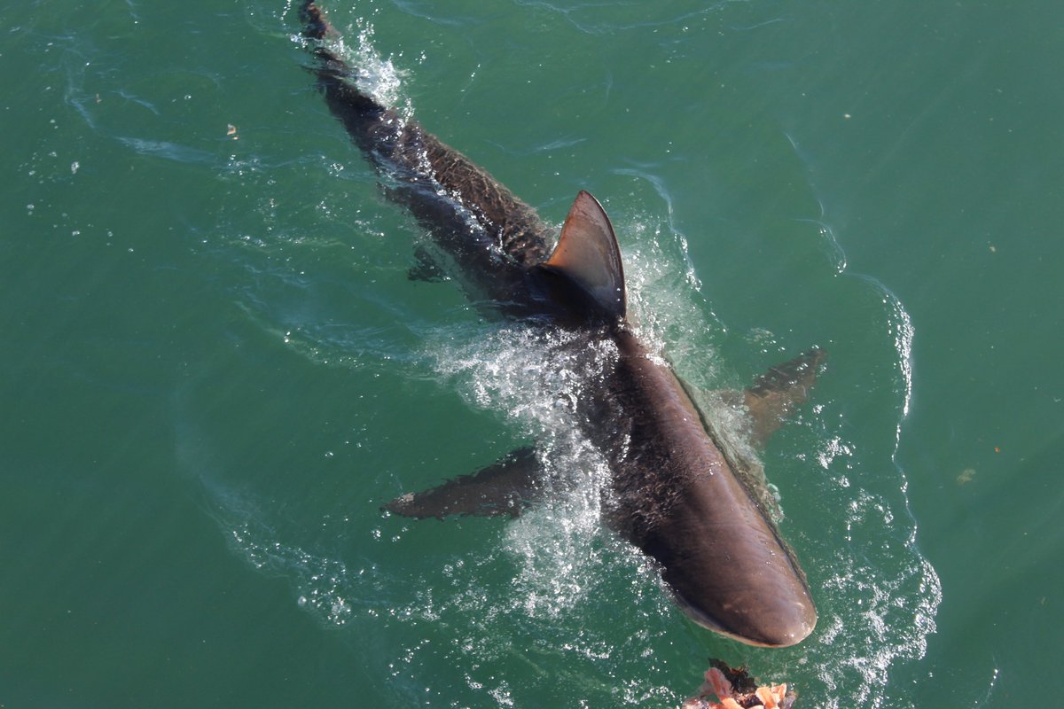 White Shark Projects (@wsprojects) on Twitter photo Did you know that when you are out at #sea on board #SharkTeam, the chances are good that you won't ONLY see #sharks! π€© We sometimes see these charismatic short-tailed #stingrays around the boat and in front of the cage. π₯³π
+27 76 245 5880
bookings@whitesharkprojects.co.za Did you know that when you are out at #sea on board #SharkTeam, the chances are good that you won't ONLY see #sharks! π€© We sometimes see these charismatic short-tailed #stingrays around the boat and in front of the cage. π₯³π
+27 76 245 5880
bookings@whitesharkprojects.co.za