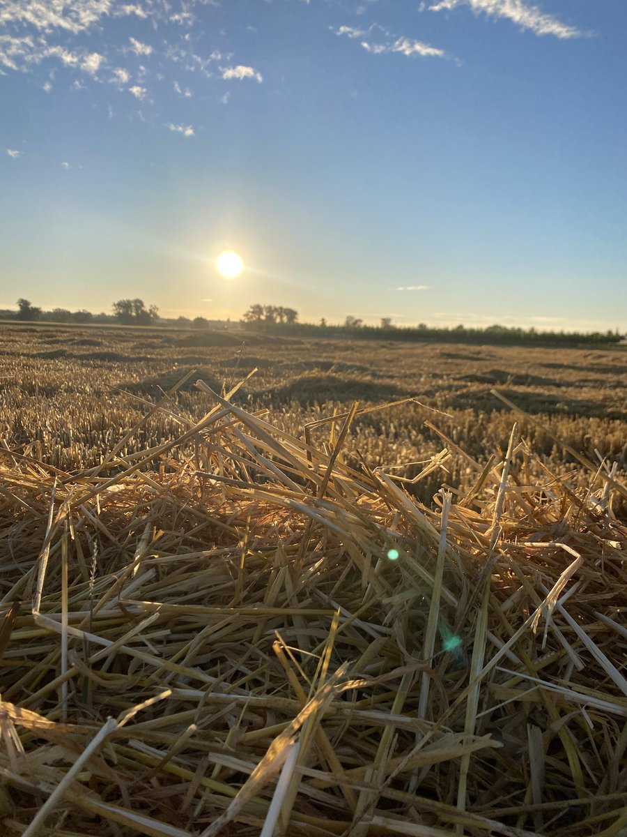 FocusAgrarLenz's tweet photo. Die #Gerste ist weg. https://t.co/S7ikXBlBOO