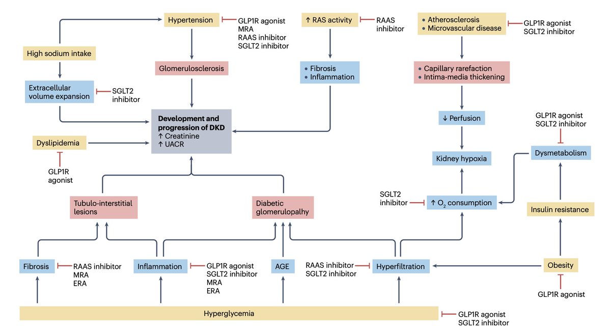 Cristina Popa 🦋 (@nephroseeker) on Twitter photo 🍯Diabetic kidney disease is not past hyperglycemia. Now we are at the point when we have more than one therapeutic option
🤔How do we choose? Or do we choose?
👇Pathophysiology gets us closer to precision nephrology <a href="/NatRevNeph/">Nature Reviews Nephrology</a>
pubmed.ncbi.nlm.nih.gov/38570632/ 🍯Diabetic kidney disease is not past hyperglycemia. Now we are at the point when we have more than one therapeutic option
🤔How do we choose? Or do we choose?
👇Pathophysiology gets us closer to precision nephrology <a href="/NatRevNeph/">Nature Reviews Nephrology</a>
pubmed.ncbi.nlm.nih.gov/38570632/
