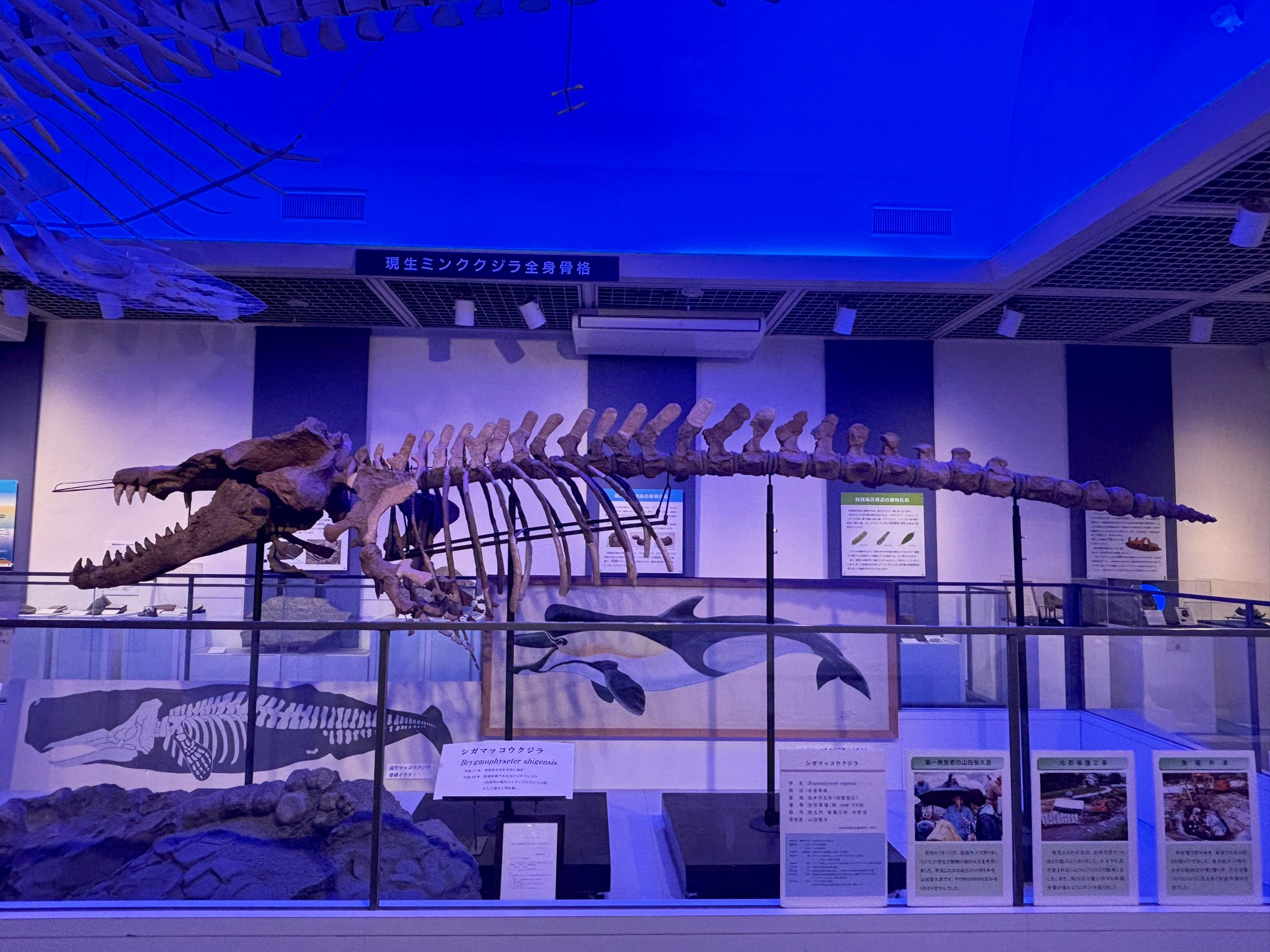 マッコウ　クジラ　骨 松本市四賀化石館 on X: 