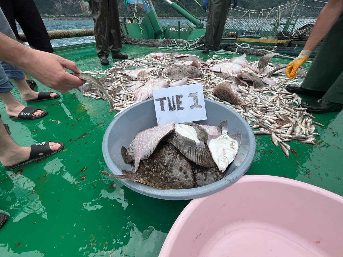 🚀<a href="/FAO/">Food and Agriculture Organization</a>'nun desteklediği "EXPERIMENTAL DEMERSAL TRAWL SURVEY IN TURKISH WATERS (GSA 29)" projesi 24/06/24 itibariyle start aldı! 🌊 Hopa'dan İğneada'ya kadar uzanan istasyonlarda örneklemeler yapılacak. #FAO #Balıkçılık #DenizAraştırmaları #TrolAraştırması 🐟🛥️ @TAGEM_ANKARA