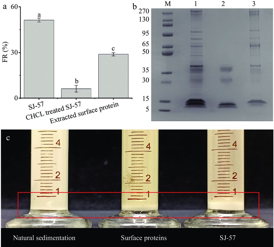 MaximumAcademic's tweet photo. #FIA
Leuconostoc citreum SJ-57: A novel bioflocculant for starch granules, revealing metal-bridging bonds & surface proteins' role.
@FoodAdvance1 #foodscience #Bioflocculant #StarchProduction #MicrobialTechnology
Details: https://t.co/H1rAxQ73qI https://t.co/x3XW1SKN91