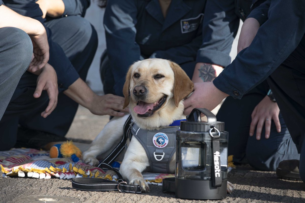 #FastFordRewind
 
Air Bud could never…
 
1 year ago today, Sage took to the skies to head on over to USS NORMANDY and meet the crew during deployment.
 
She had to stay on the Flight Deck while the entire crew lined up to meet her.
#USSGERALDRFORD #CVN78 #Biggest #Baddest