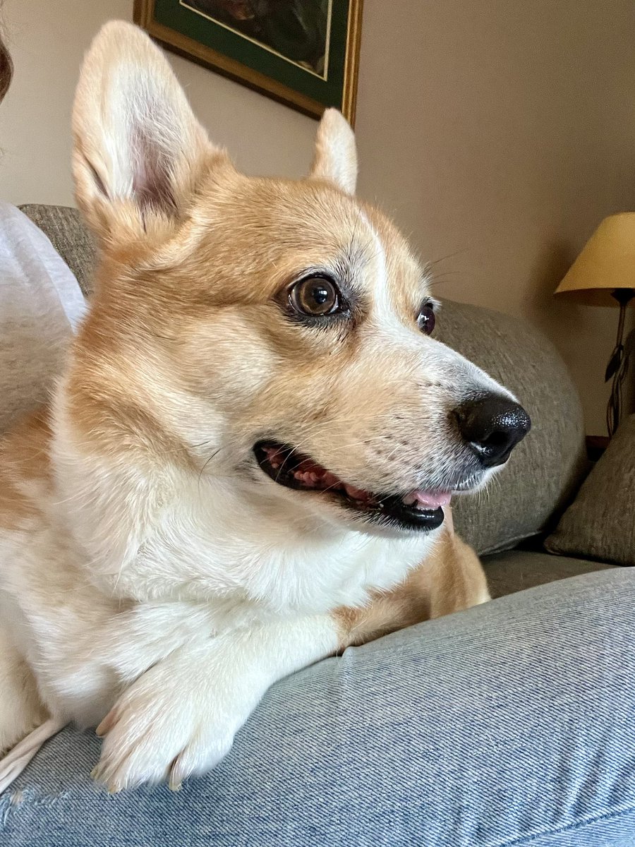 Bowie heard one firework tonight. He will be hiding on the nearest lap now through July 5th. #CorgiCrew #corgigang