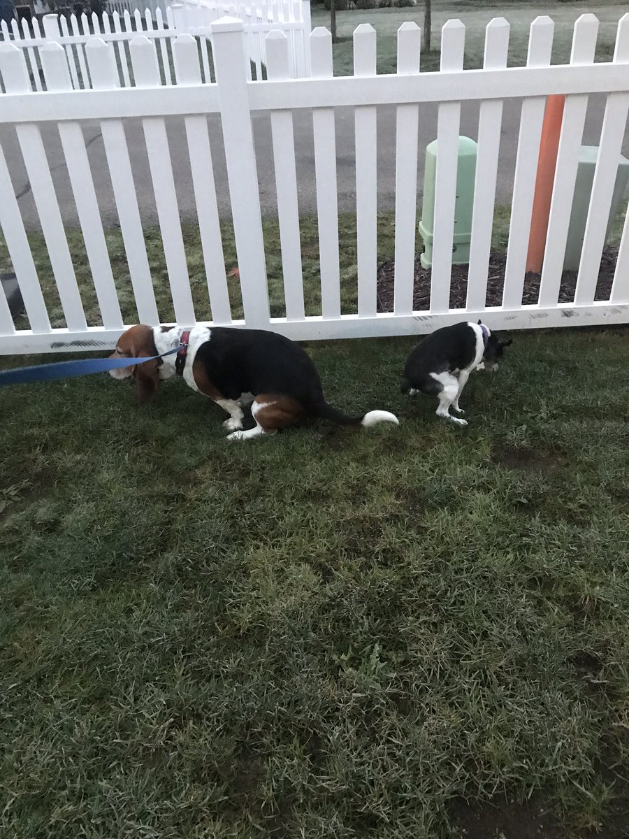 AndyGoBlue23's tweet photo. Puppy 💩humor 😂😂#ClassicThrowback https://t.co/hMJ2INggxN