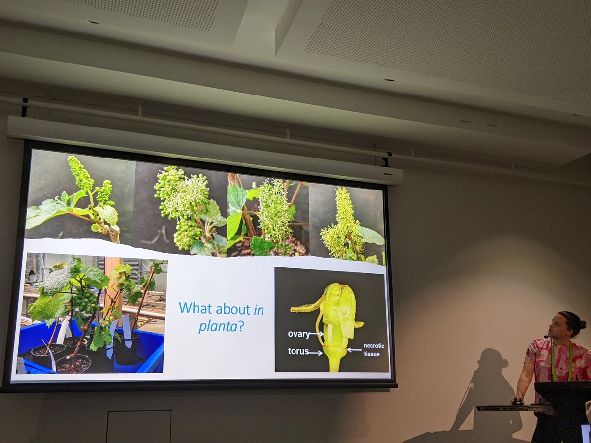 Great talk by <a href="/Curious_Tory/">Dr Tory Clarke</a>  <a href="/ARC_CropProtect/">ARC Research Hub for Sustainable Crop Protection</a> at #ipmb2024 on RNA biopesticides targeting Botrytis on grapevine