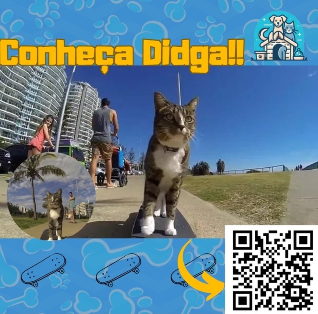 PatasAmigasUp's tweet photo. 🐾🛹Nas ruas de Coolangatta, na Austrália, você pode encontrar Didga, o gato skatista que já conquistou mais de 545 mil visualizações na internet. Com suas habilidades impressionantes no skate, Didga encanta a todos e se tornou uma sensação online.🛹🐾 https://t.co/PgXrBg0d0M