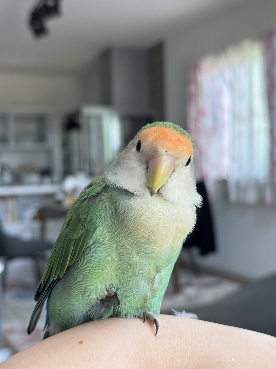 o_xubo's tweet photo. 片足隠す&amp;素朴な正面顔　可愛い　#コザクラインコ https://t.co/47DMChZLuZ