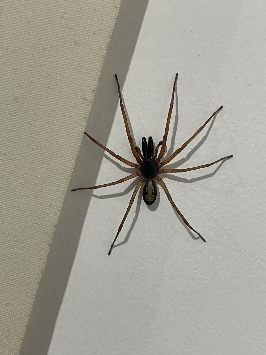 Hola <a href="/Arachno_Cosas/">Soy aracnólogo, pregúntame lo que quieras</a> encontré este ejemplar al sur de la CDMX, es de importancia médica?? ⚠️