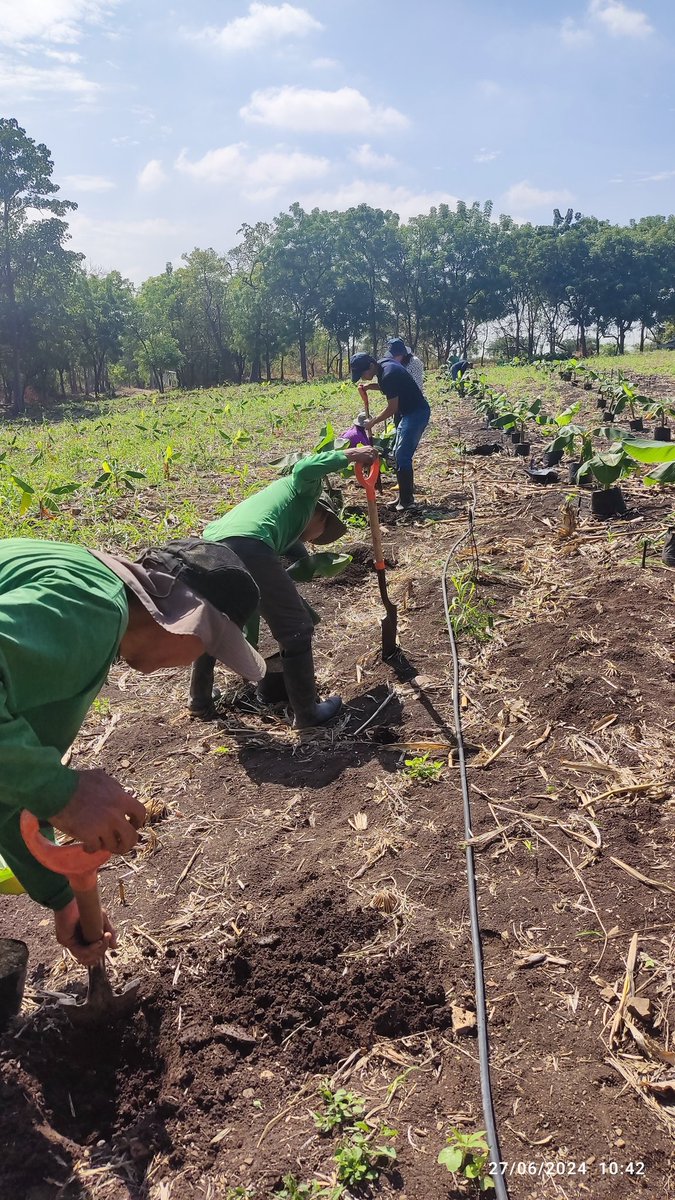Frearmag3's tweet image. Hoy en @espol junto a @SebiocaE sembramos nuevos mutantes de 🍌 y material promisorio de plátano para el control del moko 🦠. La bioseguridad es clave, pero la sostenibilidad de ambos sectores requiere mejorar la genética de nuestras variedades. Si no es ahora, cuando?