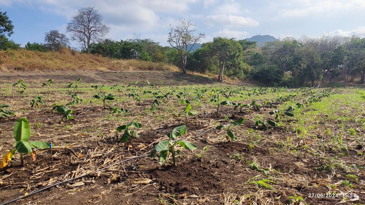 Frearmag3's tweet image. Hoy en @espol junto a @SebiocaE sembramos nuevos mutantes de 🍌 y material promisorio de plátano para el control del moko 🦠. La bioseguridad es clave, pero la sostenibilidad de ambos sectores requiere mejorar la genética de nuestras variedades. Si no es ahora, cuando?