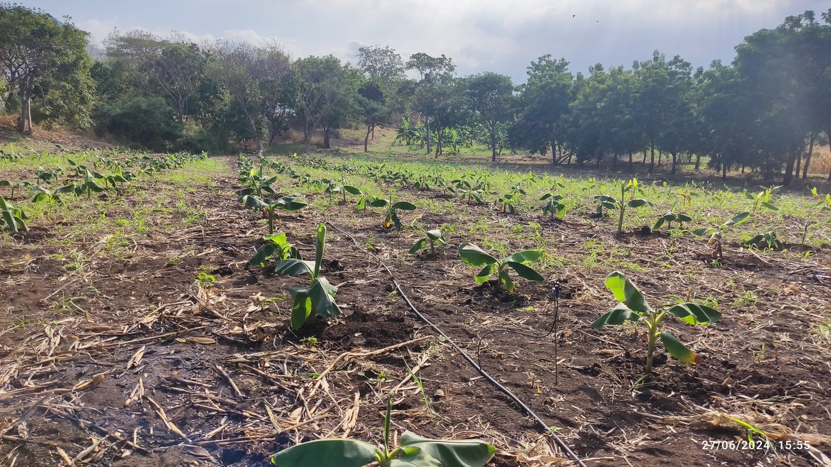 Frearmag3's tweet image. Hoy en @espol junto a @SebiocaE sembramos nuevos mutantes de 🍌 y material promisorio de plátano para el control del moko 🦠. La bioseguridad es clave, pero la sostenibilidad de ambos sectores requiere mejorar la genética de nuestras variedades. Si no es ahora, cuando?