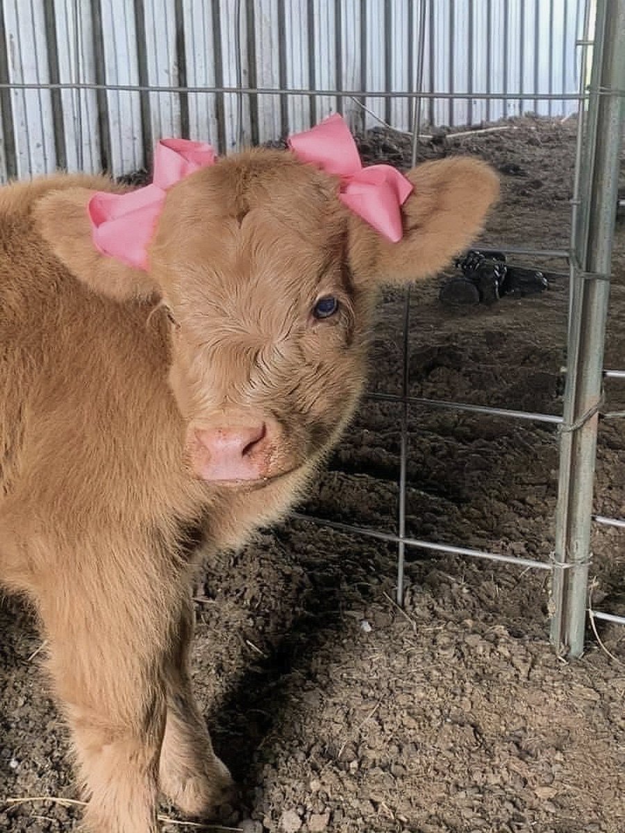 cow with pink ribbons