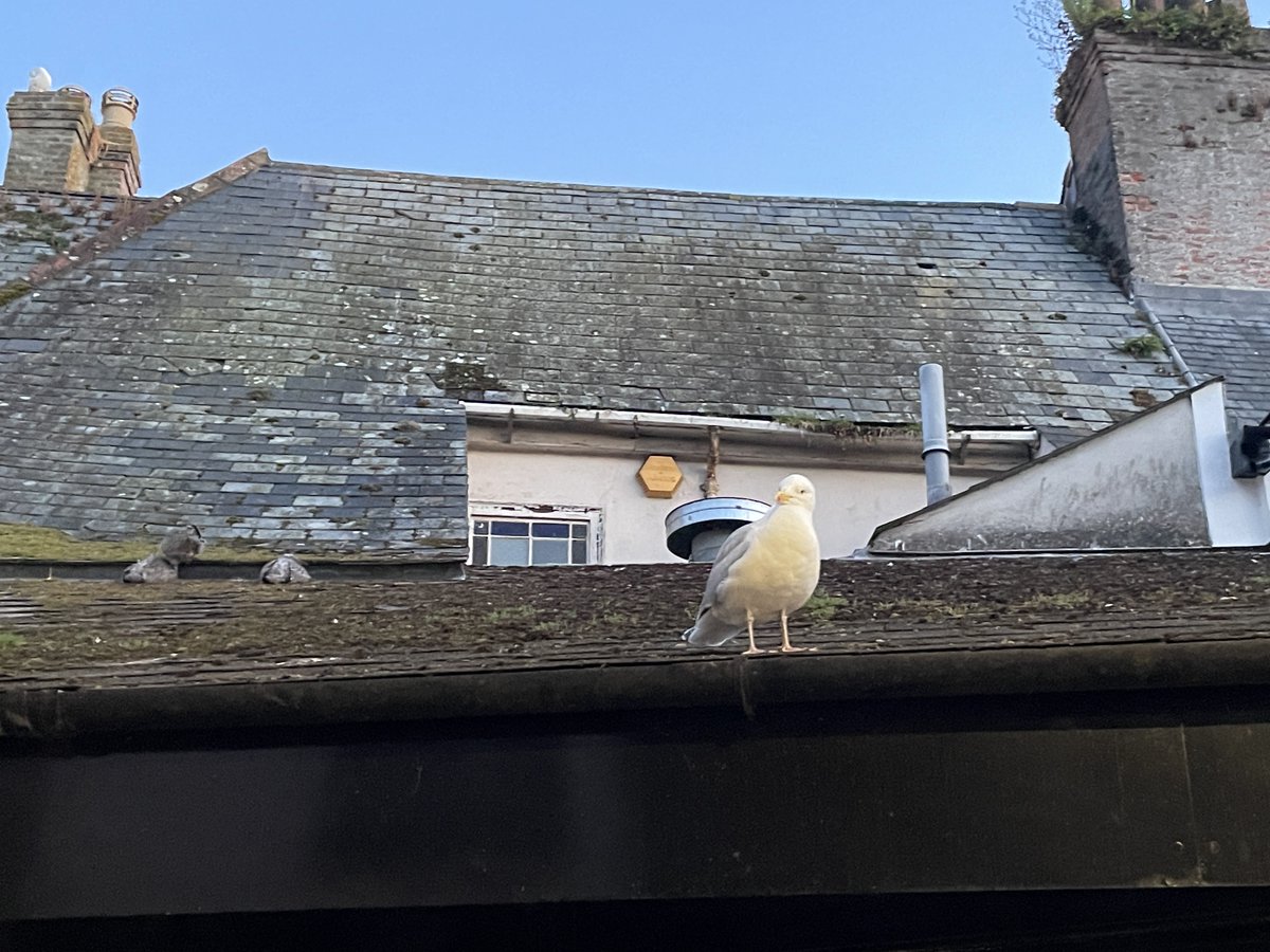 Sachi_web's tweet photo. 今はイギリスのコーンウォール地方にいます🇬🇧
アバウトタイムという映画が好きでそこのロケ地に行きたくて来ました！
海辺の街はレンガ造りでカモメがいっぱいいて風が気持ちくてのんびり〜〜〜

とはいえ今日は日本とのMTGのためにAM3:30に起きました、、！頑張るぞ！ https://t.co/eIU454cJKX