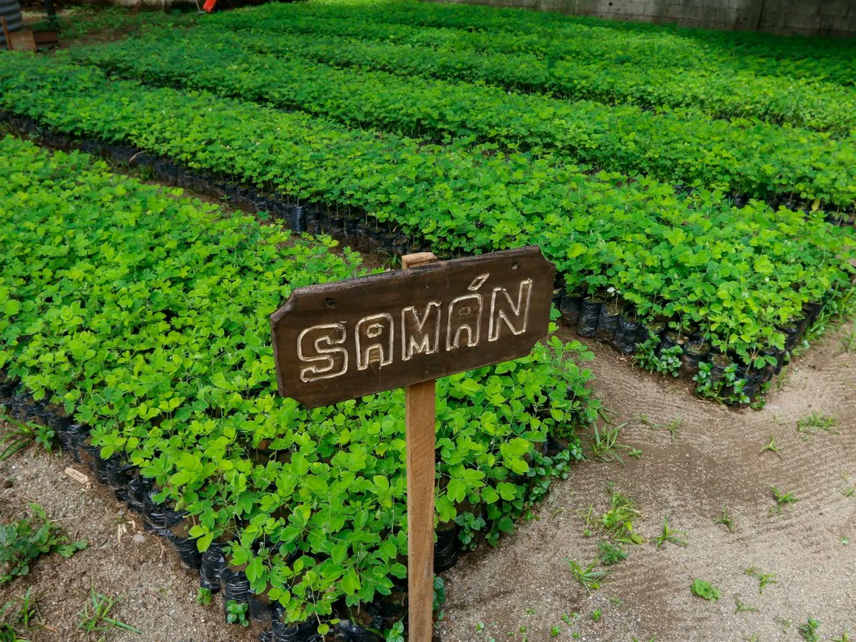 Entrega de certificados a productores comunitarios que se han sumado al Vivero de Bum Bum, Edo. Barinas. 

Gracias al trabajo en equipo de este vivero, se cuenta con más de 510.000 plantas frutales, ornamentales y forestales que beneficiarán a las comunidades del estado. 
1/2