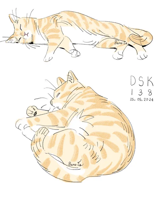 แมวที่บ้าน 