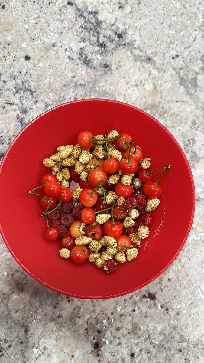 Fortapachefun's tweet image. Berry good!