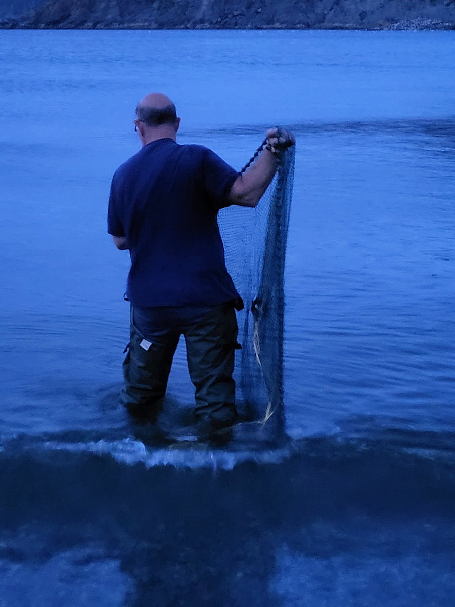 LittleSuzie1971's tweet photo. Capelin at Middle Cove Beach this evening. What a beautiful night and wonderful start to the annual event!   #capelinroll2024 #capelin https://t.co/Jey1bvYEN8