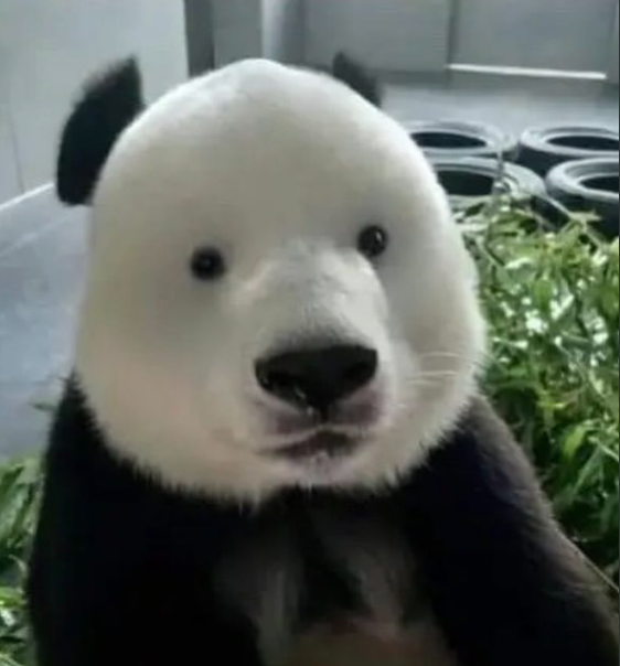 conBdeBolio's tweet photo. Bear-ian > Trixie Pooh https://t.co/IQbEY43hQk
