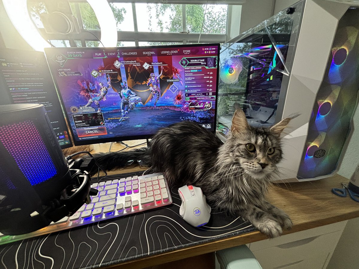 ItsMang0ss's tweet image. day &amp;amp; night- the setup  ☀️🌙 #computersetup #pcgaming #gamergirl #gamercat #sicchallenge #mnk