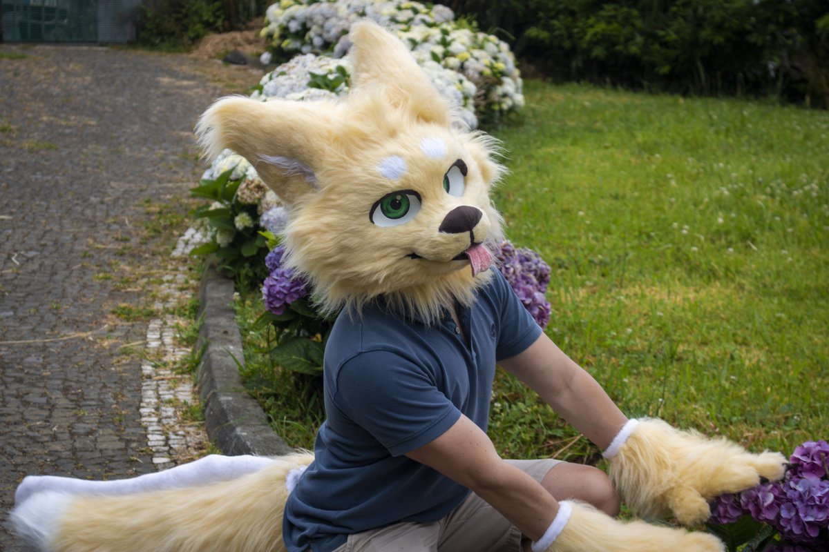 Strix 🔜 FWA tweet media