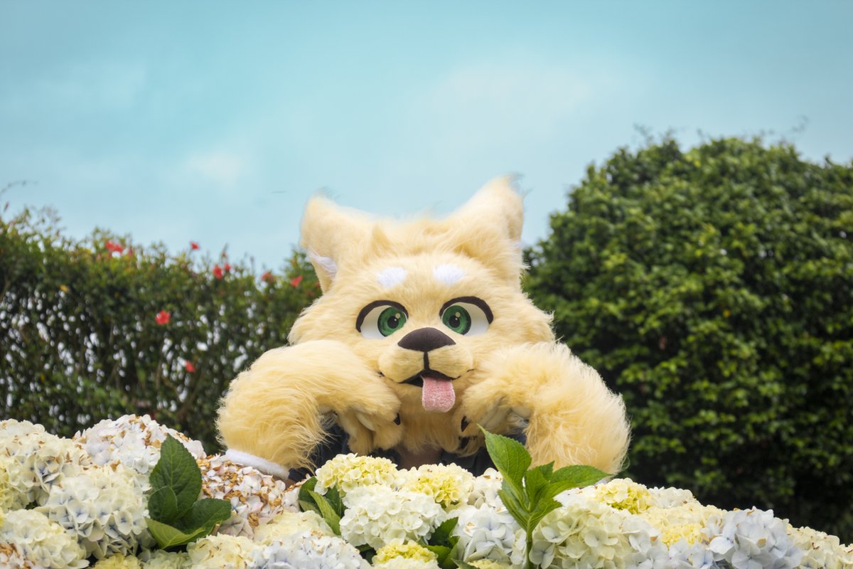 Strix 🔜 FWA tweet media